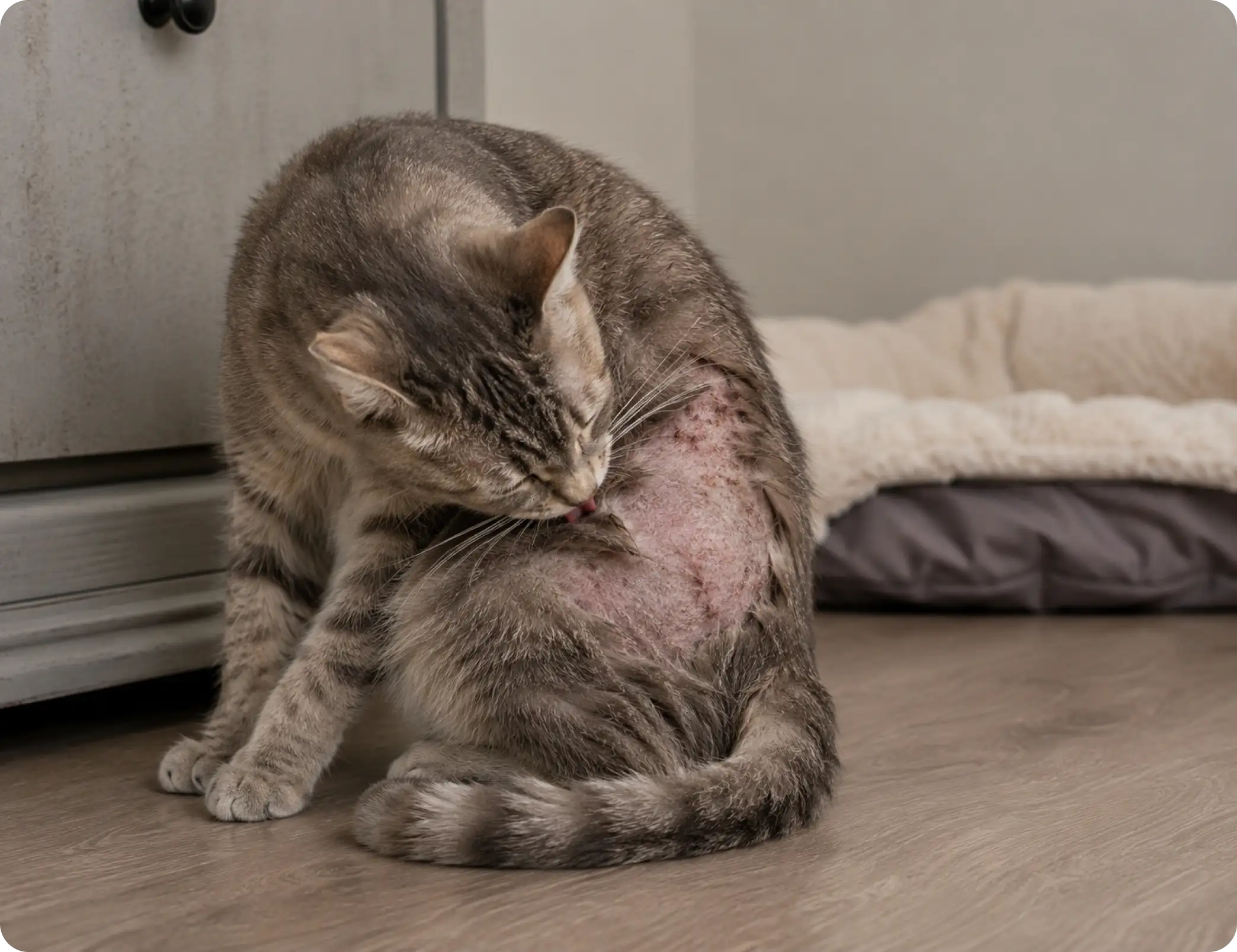 Compulsive Feline Disorders 